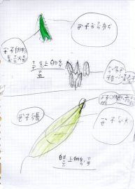 【跨領域專案課解密：三峽自然景觀地圖（4）】　植物觀察與紀錄