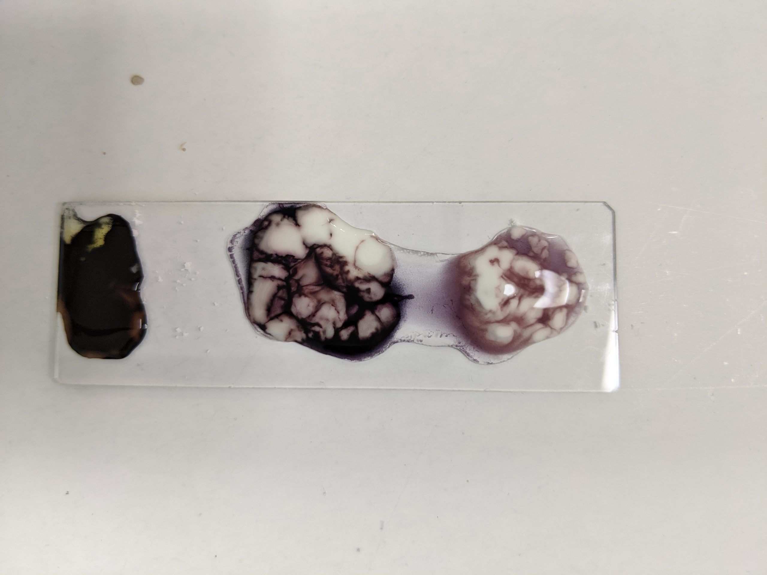 【2020 S2W4-1 專案四】用碘液判斷澱粉結構