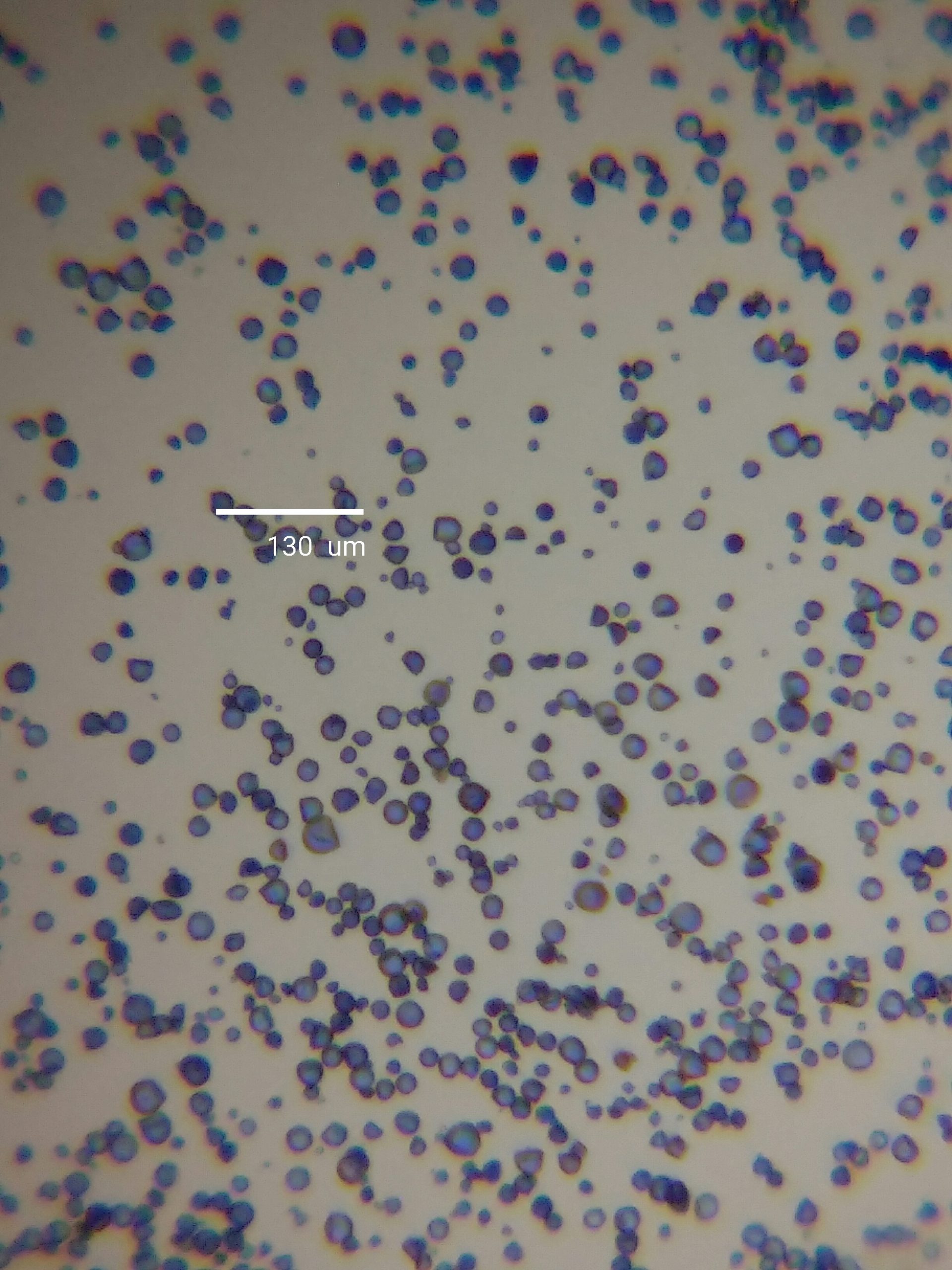 【2020 S2W5-2 專案四】用手機顯微鏡觀察澱粉粒
